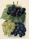 GRAPES BLACK HAMBURGH,BUCKLAND SWEETWATER,BLACK ALICANTE