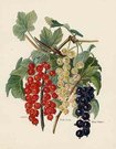 CURRANTS VICTORIA,WHITE DUTCH,BLACK NAPLES
