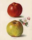 APPLES GASCOIGNE'S SEEDLING,SANDRINGHAM