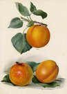 PEACHES ROYAL,GROSSE PECHE,LARGE EARLY MONTGAMET