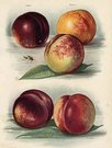 PEACHES MILTON,GOLDONI,STANWICK ELRUGE,NEWTON