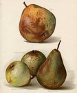 PEARS CATILLAC,JOSEPHINE DE MALINES,MARACHEL DE COUR..