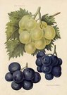 GRAPES DUKE OF BUCCLEUCH,GROS COLMAN,LADY DOWNE's SEEDLING