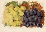 GRAPES MUSCAT OF ALEXANDRIA,MADRESFIELD COURT