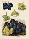 GRAPES MRS PINCE'S MUSCAT,ROYAL MUSCADINE,GROS MAROC...