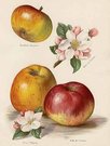 APPLES BRADDICK'S NONPAREIL,KING OF PIPPINS,BELLE DE PONTOISE
