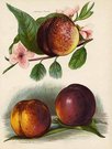 PEACHES LORD NAPIER,HUMBOLDT,DRYDEN