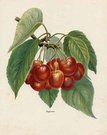 CHERRY BIGARREAU