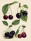 CHERRIES MORELLO,LATE BLACK BIGARREAU,MAYDUKE..