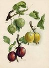 GOOSEBERRIES ANGLER,WHINHAM'S INDUSTRY..