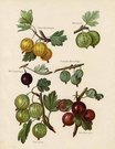 GOOSEBERRIES YELLOW CHAMPAGNE,RED WARRINGTON,GREEN GAGE..