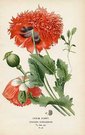 OPIUM POPPY