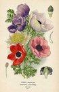 POPPY ANEMONE