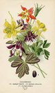 COLUMBINES