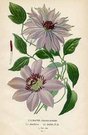 CLEMATIS
