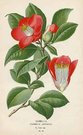 CAMELLIA