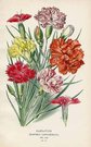 CARNATION