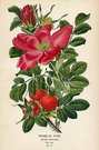 WRINKLED ROSE