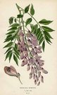 WISTERIA SINENSIS