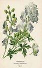 MONKSHOOD