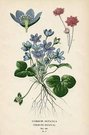 COMMON HEPATICA