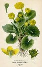 MARSH MARIGOLD