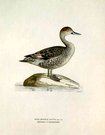 DUCKS PINTAIL ANAS (FAFILA) ACUTA