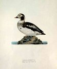 DUCKS 'OLD SQUAW'AMERICAN  HARELDA HYEMALIS