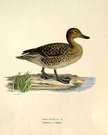 DUCKS NORTHERN PINTAIL ANAS ACUTA