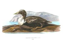 DUCKS  COMMON EIDER FEMALE   SOMATERIA MOLLISSIMA