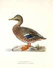 DUCKS  MALLARD  ANAS PLATYRHYNCHA