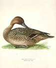 DUCKS  PINTAIL  ANAS ACUTA