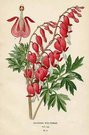 DICENTRA SPECTABILIS