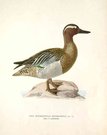 DUCKS  SUMMER TEAL  ANAS QUERQUEDULA