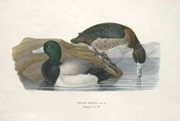 DUCKS  GREATER SCAUP  NYROCA MARILA
