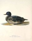 DUCKS EUROPEAN SCOOTER MALE  OIDEMIA NIGRA