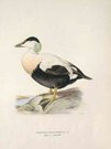 DUCKS COMMON EIDER MALE  SOMATERIA MOLLISSIMA