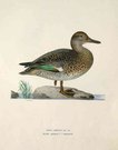 DUCKS  TEAL MALE  ANAS CRECCA
