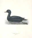 DUCKS  SCOOTER OIDEMA NIGRA SJOORRE