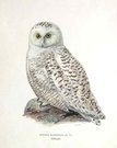 OWLS  SNOWY OWL  NYCTEA SCANDIACA