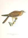 BIRDS OF PREY EASTERN KESTREL FEMALE FALCO  (CERCHNEIS) TINNUNULUS