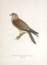 BIRDS OF PREY EASTERN KESTREL FALCO JUV.(CERCHNEIS) TINNUNULUS