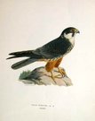 BIRDS OF PREY  EUROASIAN HOBBY  FALCO SUBBETEO