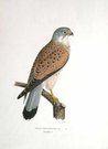 BIRDS OF PREY  KESTREL MALE FALCO TINNUNULUS