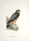 BIRDS OF PREY  MERLIN FALCON MALE  FALCO AESALON
