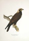 BIRDS OF PREY  MARSH HARRIER  CIRCUS AERUGINOSUS