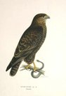 BIRDS OF PREY  COMMOMN BUZZARD  BUTEO BUTEO