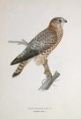 BIRDS OF PREY  MERLIN FALCON FEMALE  FALCO AESALON