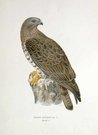 BIRDS OF PREY WESTERN HONEY BUZZARD MALE  PERNIS APIVORUS