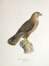 BIRDS OF PREY  BUZZARD MALE BUTEO INTERMEDIUS